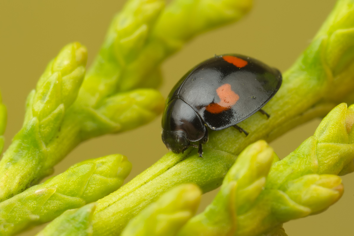 Pine Ladybird